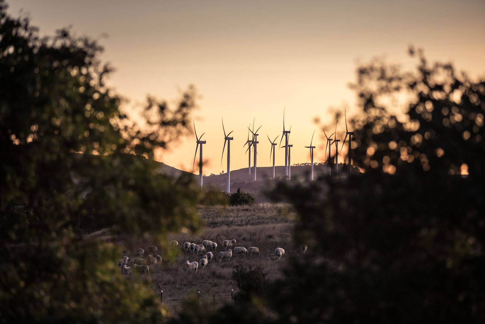 Capital & Woodlawn Wind Farm Scholarship